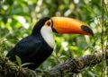 A engenharia térmica do bico do tucano que surpreendeu os biólogos e revela como a ave controla a temperatura corporal no calor