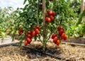 Mulher passa vários dias sem regar os tomateiros, molha profundamente a terra depois de um período seco e pouco tempo depois encontra vários tomates rachados ainda presos aos galhos