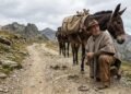 Provérbio francês do dia: “É melhor perder um prego do que a mula, e é melhor perder a mula do que o caminho de volta.”