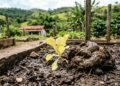 Moradora coloca esterco recém-retirado do curral diretamente na horta acreditando estar fazendo um adubo mais forte, vê as mudas começarem a sofrer e descobre por que o material precisa estar curtido antes de chegar perto das raízes