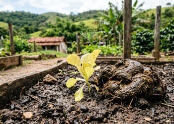 Moradora coloca esterco recém-retirado do curral diretamente na horta acreditando estar fazendo um adubo mais forte, vê as mudas começarem a sofrer e descobre por que o material precisa estar curtido antes de chegar perto das raízes