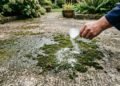Sem cloro puro, nem esfregão no sol: a mistura barata com sabão em pó que destrói o lodo verde do piso grosso do quintal sem nenhum esforço