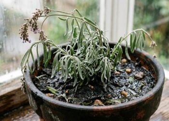 lavanda murchando