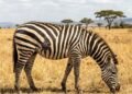 Brancas com listras pretas ou pretas com listras brancas: de que cor são as zebras?