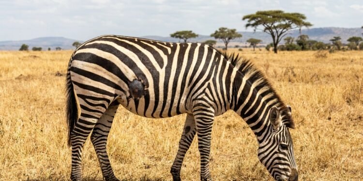 Essa ideia parece fazer sentido à primeira vista, mas os olhos humanos são enganados pelo contraste das listras sob a luz do sol africano.