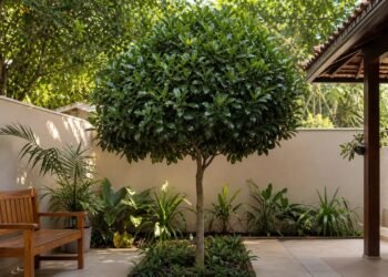 Magnólia-banana combina sombra constante com porte ideal para quintais pequenos.
