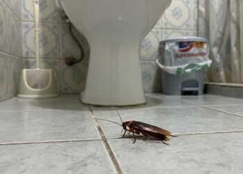 O que significa encontrar baratas pequenas no banheiro com frequência