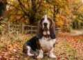 A raça de cachorro que parece preguiçosa, mas tem uma história ligada à caça e ao trabalho
