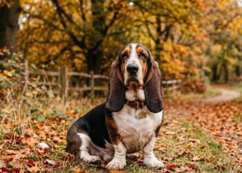 A raça de cachorro que parece preguiçosa, mas tem uma história ligada à caça e ao trabalho