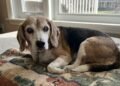 Cães idosos de pequeno porte podem viver muitos anos, mas quais cuidados mudam depois dos 10 anos