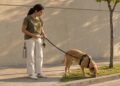 Passeio com exploração e guia frouxa reduz a tensão para tutor e cão