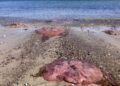 Fenômeno natural misterioso: centenas de gigantes cor-de-rosa aparecem no Mar Báltico, no norte da Alemanha