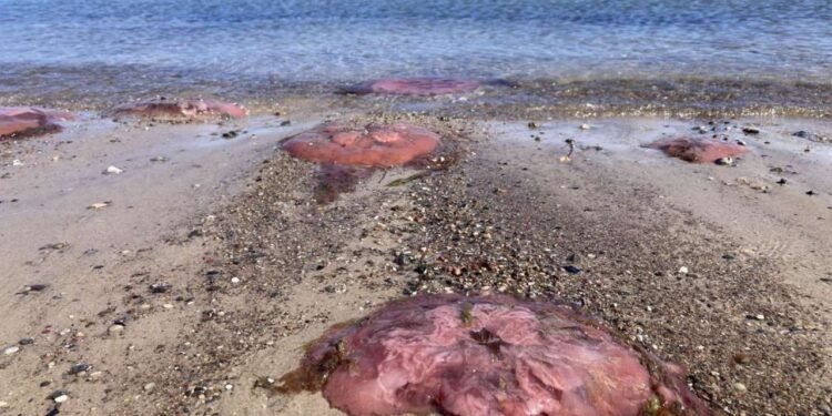 Centenas de águas-vivas com tons entre rosa e vermelho ficaram concentradas na faixa de areia e nas águas rasas, formando aglomerados que chamaram a atenção de quem caminhava pela região.