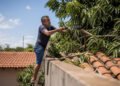 Vizinho corta galhos de mangueira sobre o telhado