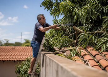 Vizinho corta galhos de mangueira sobre o telhado