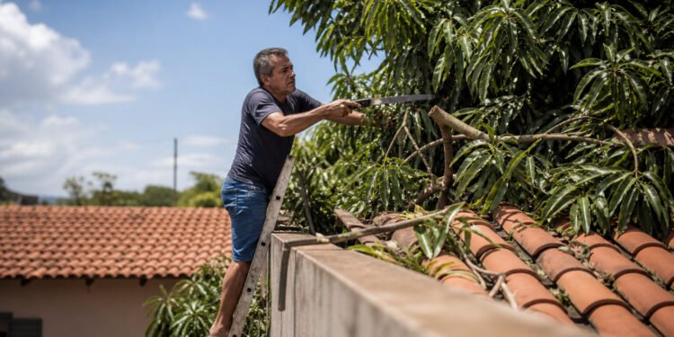 Vizinho corta galhos de mangueira sobre o telhado