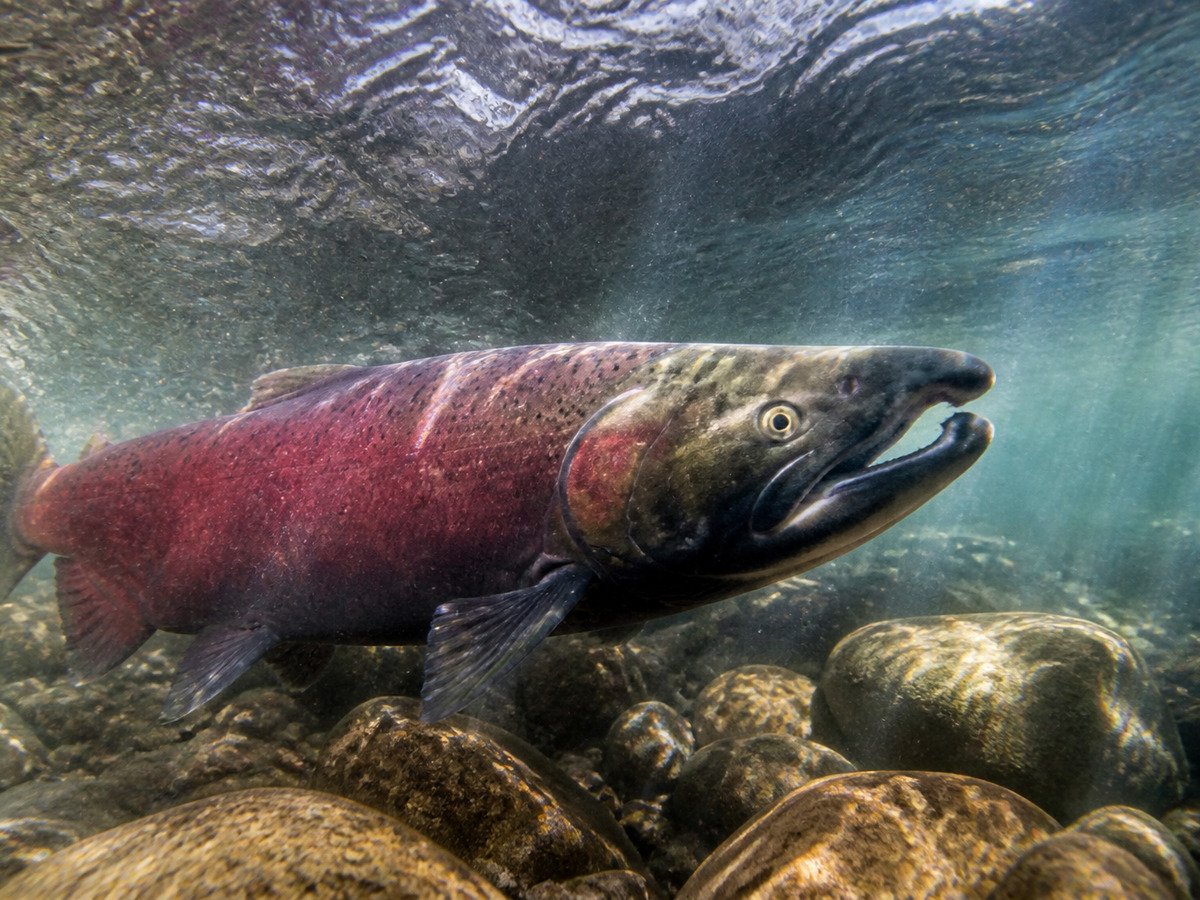 Salmão sobe o rio Elwha depois de um século
