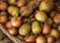 Cebolas e batatas juntas no cesto, com brotos