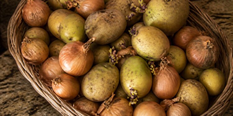 Cebolas e batatas juntas no cesto, com brotos