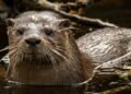 Após 40 anos, foram encontrados vestígios da uma lontra no Parque Nacional Los Alerces, aumentando as esperanças de sua recolonização