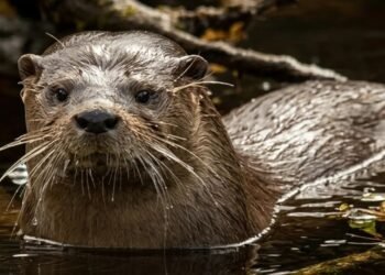 Após 40 anos, foram encontrados vestígios da uma lontra no Parque Nacional Los Alerces, aumentando as esperanças de sua recolonização