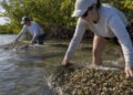 Voluntários montam recife com conchas de ostra na Flórida