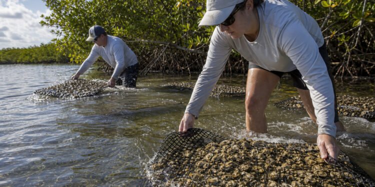 Voluntários montam recife com conchas de ostra na Flórida