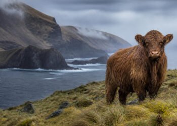 A última vaca sobrevivente na ilha Enderby