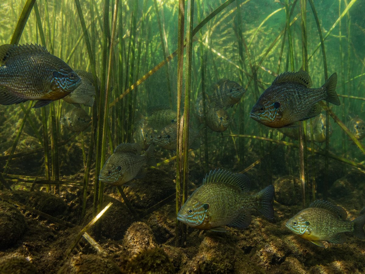 Cardume de bluegill invade o lago Biwa