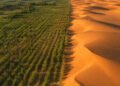 A linha entre a floresta plantada e as dunas de Kubuqi