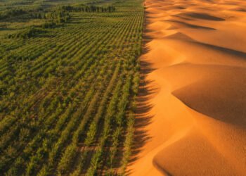 A linha entre a floresta plantada e as dunas de Kubuqi