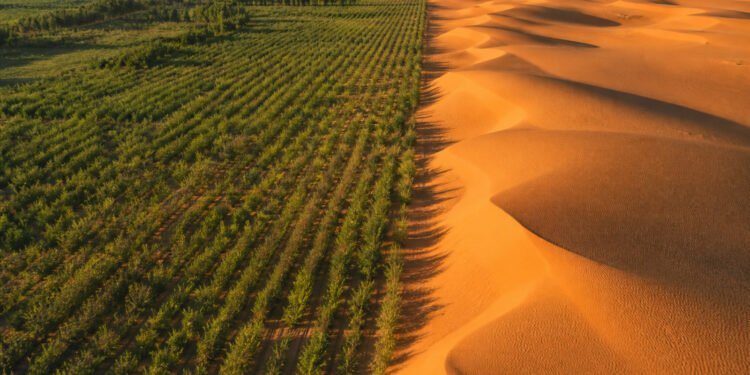 A linha entre a floresta plantada e as dunas de Kubuqi