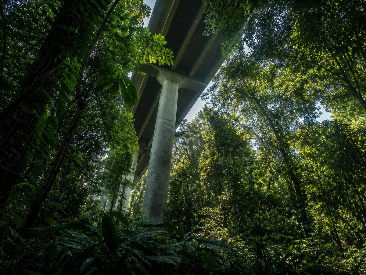 A floresta intacta sob o viaduto da serra