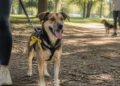 Cachorro com fita amarela na guia pede distância