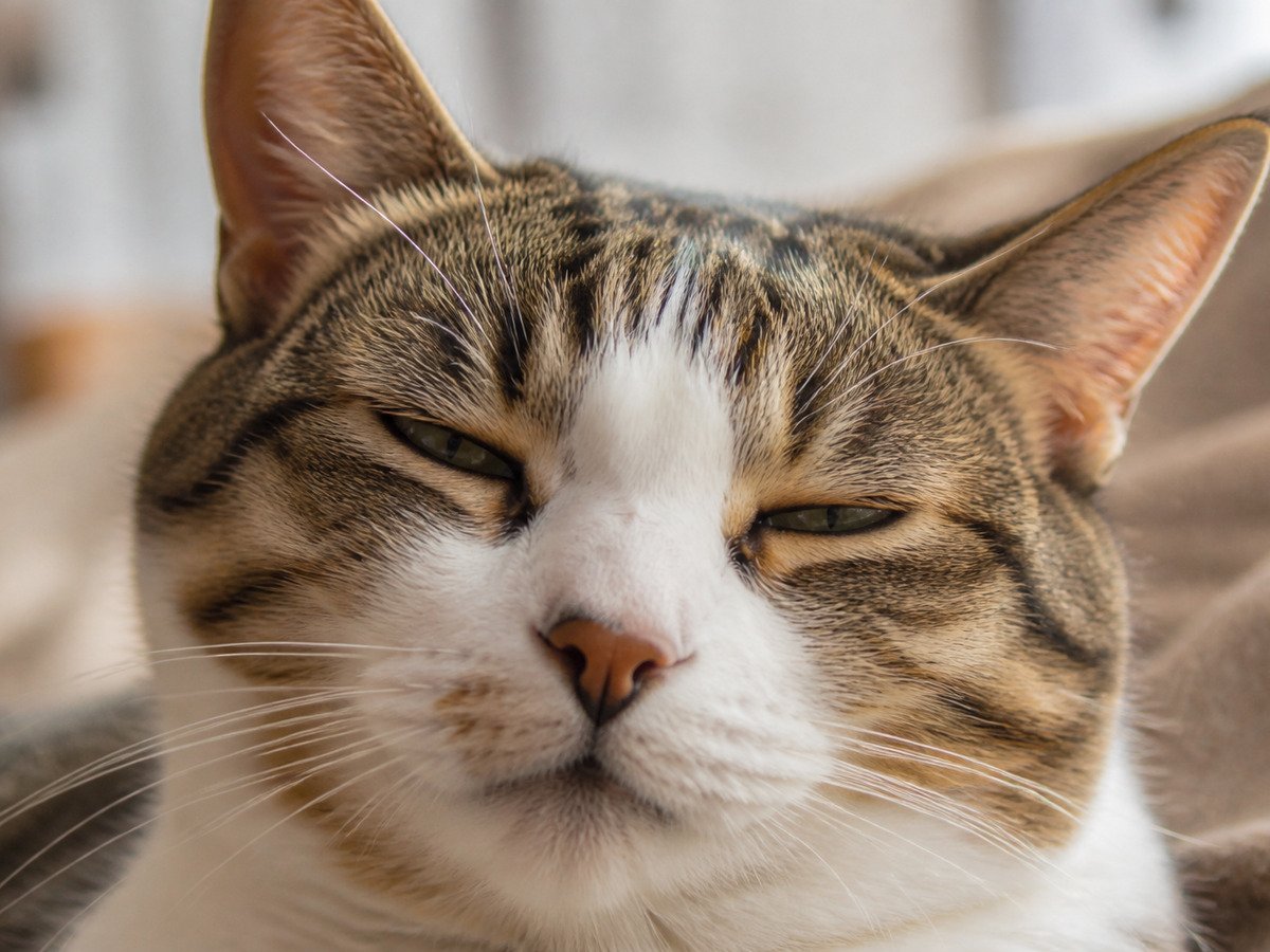 Gato pisca devagar, o sinal de confiança