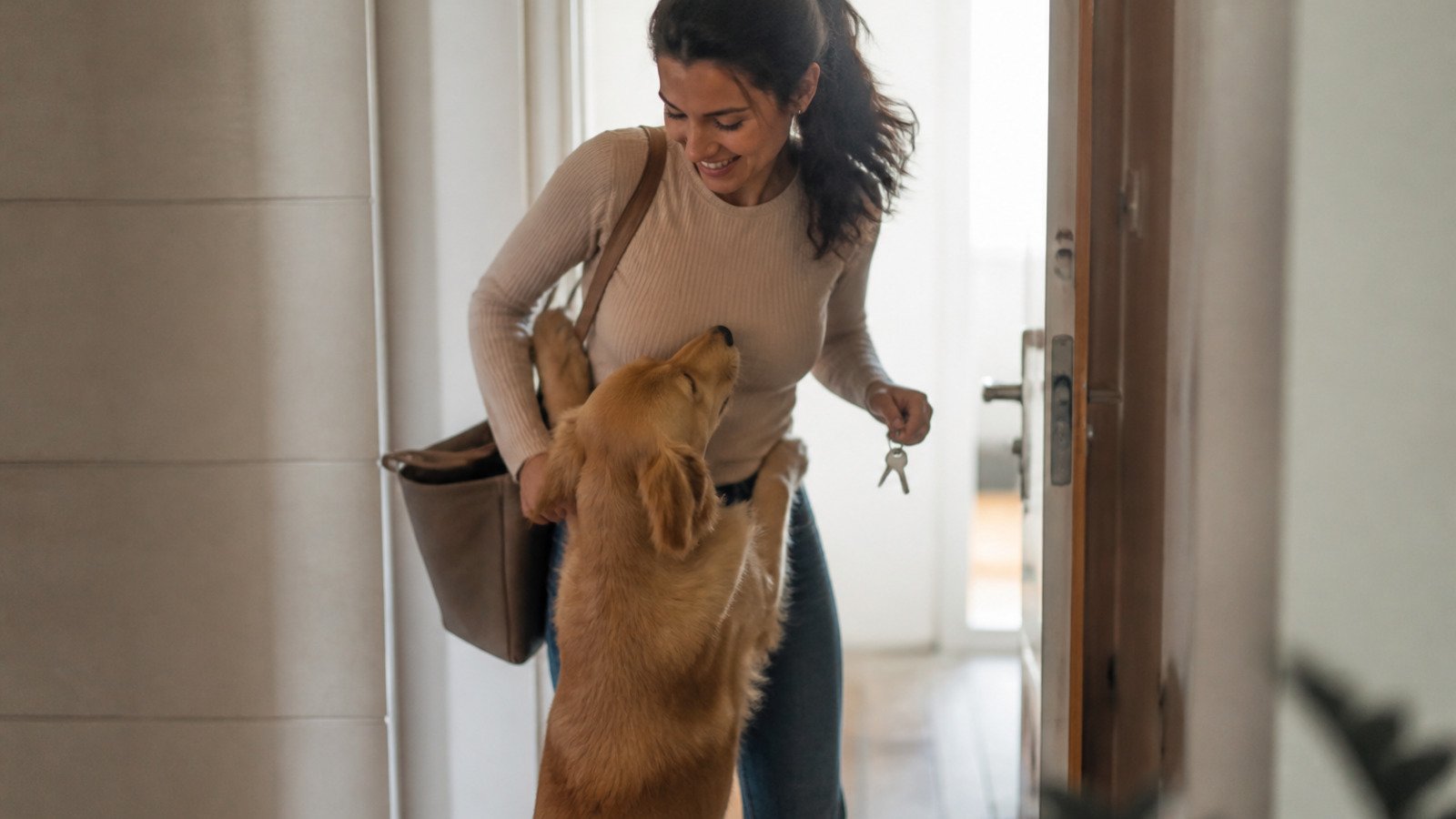 Cumprimentar o cachorro com festa assim que entra em casa: por que adestradores dizem que o ritual alimenta a ansiedade de separação, o que um estudo sueco mediu no cortisol dos cães quando o dono volta, e como chegar em casa sem ignorar o animal