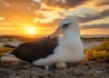 Albatroz Wisdom no ninho com a anilha na perna