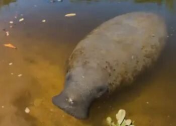Peixe-boi Astro, de 35 anos e 468 quilos, sobrevive após ser atropelado e provoca mudança nas regras