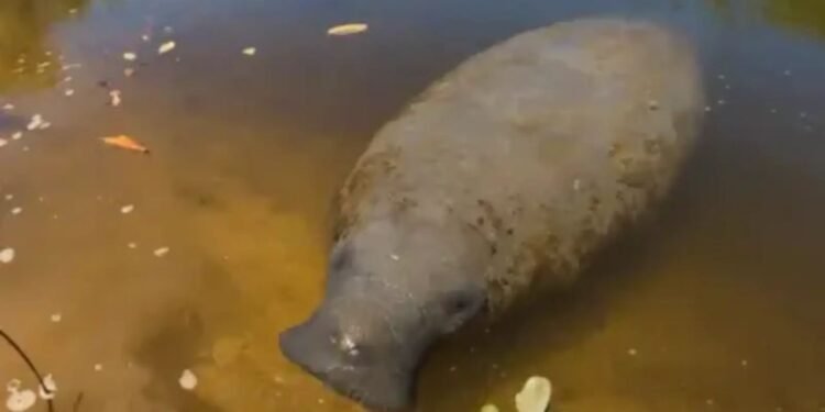 Cada cicatriz profunda nas costas do animal representa um encontro violento com os motores potentes de lanchas esportivas. // FMA/Divulgação