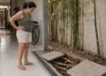 Raízes de bambu na divisa podem gerar danos e disputa entre vizinhos.