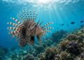 Peixe-leão parado sobre o recife com as nadadeiras e os espinhos abertos