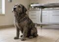 Cão sem coleira e com pelo endurecido de barro na sala da clínica