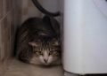 Gato encolhido em um canto escondido da área de serviço