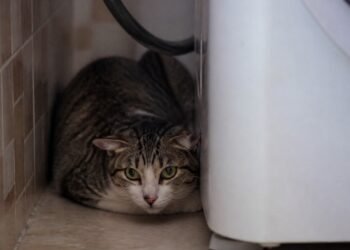 Gato encolhido em um canto escondido da área de serviço