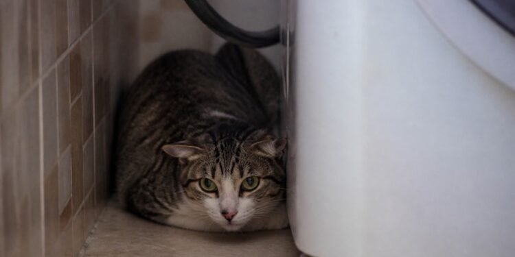 Gato encolhido em um canto escondido da área de serviço