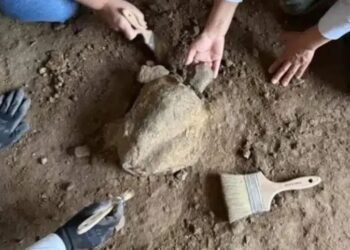 Arqueólogos encontram 25 tartarugas de pedra escondidas em gruta na Turquia e revelam ritual de caçadores de 16 mil anos