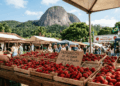 Mudas de laboratório, selo do Inmetro e cultivo com menos agrotóxicos: a Capital do Morango foi pioneira em produzir a fruta em escala comercial em São Paulo