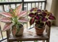 5 plantas ornamentais para ter uma varanda cheia de cor, com vasos compactos e cuidados que cabem na rotina