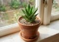 A babosa parece resistente, mas estes erros comuns podem enfraquecer a planta e até apodrecer suas raízes