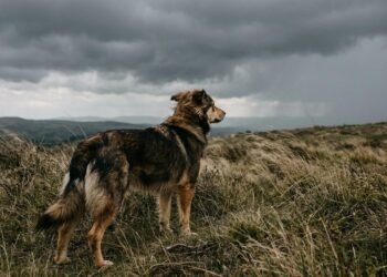 Eles sabem antes do radar: a capacidade oculta dos animais de prever tempestades antes mesmo dos aparelhos meteorológicos